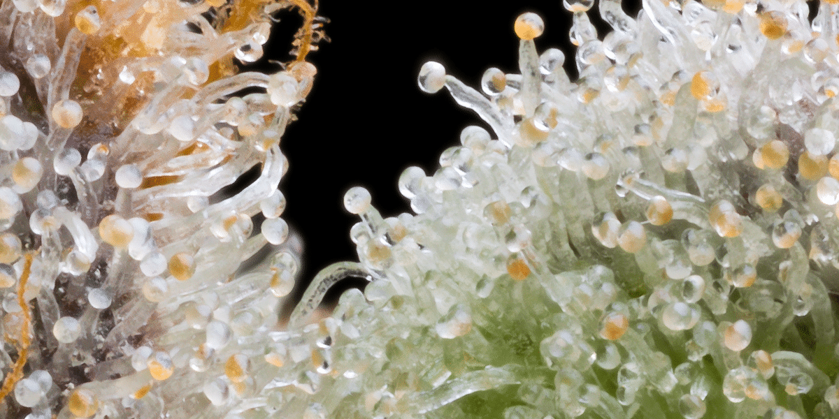 Cannabis Seeds 