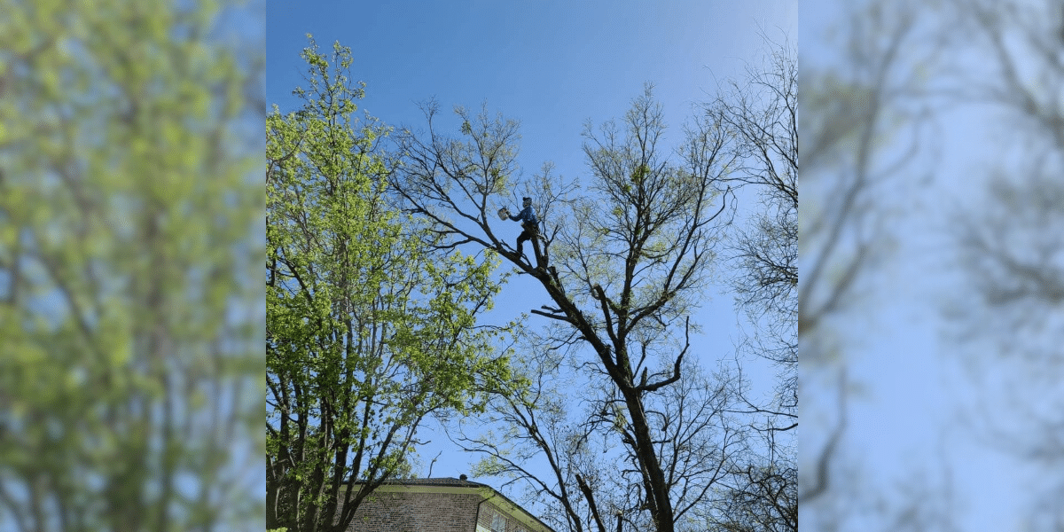 Enhancing Urban Greenery: Bay Tree Removal Service's Commitment to Sustainable Arboriculture