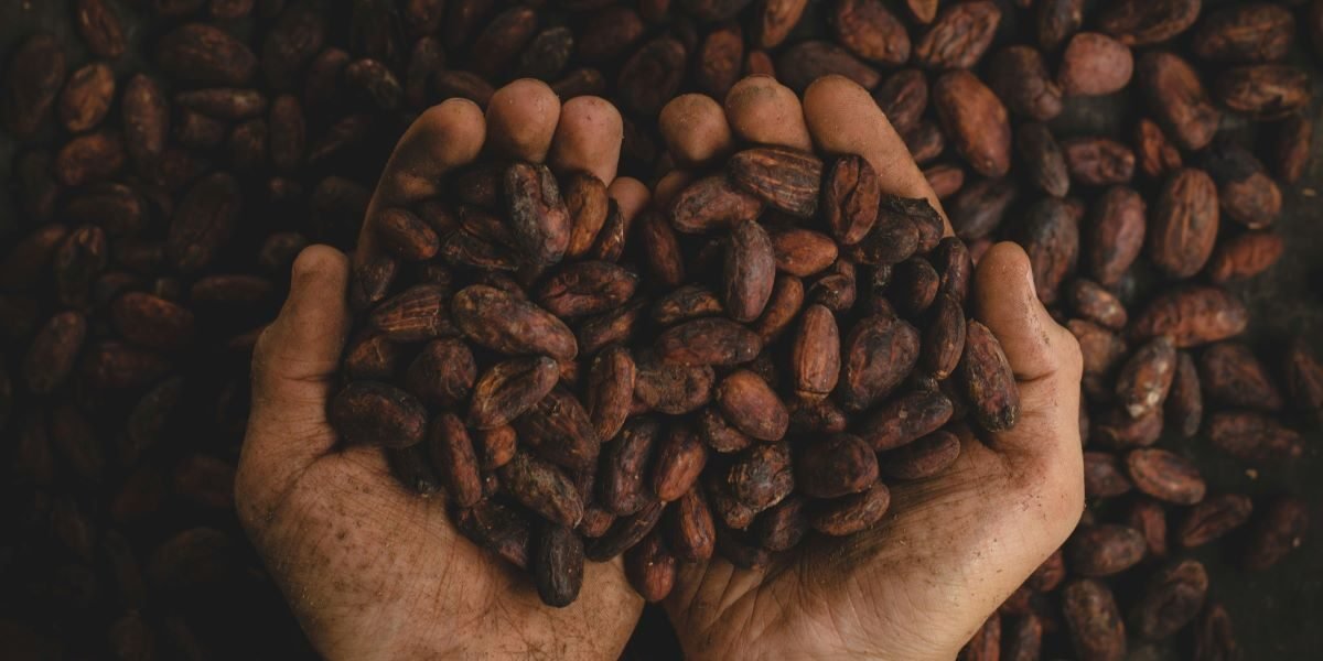 Cocoa Prices Jump Over 5% on El Niño Risk as Food-Inflation Pressures Resurface