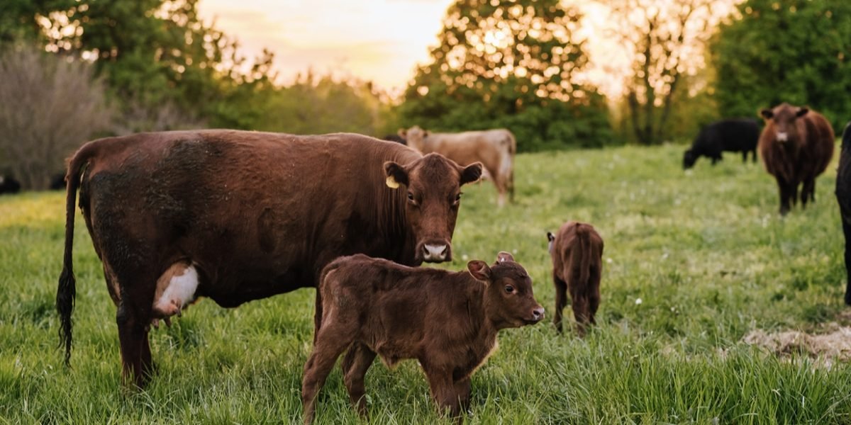 Foxhollow Farm Turns 20: What Two Decades of Real Grass-Fed Beef Actually Looks Like